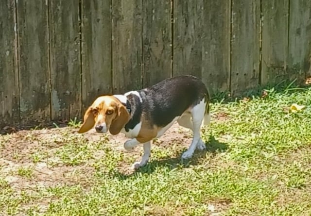 Rescue beagle sitting in a backyard — the heavy chewer used to test Nylabone Chew Toys with Real Meats