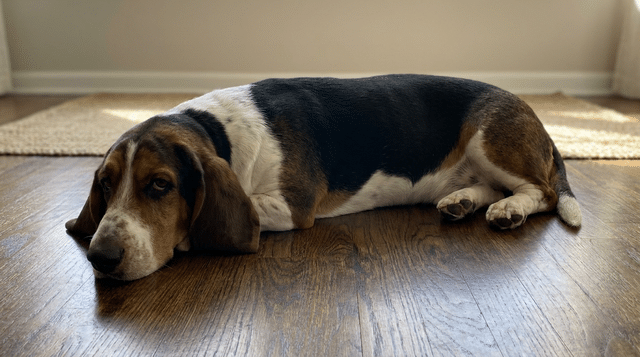Basset hound dog lying down, a calm and cat-friendly dog breed