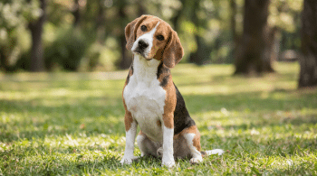 Beagle dog in a park, a pack-minded breed good for cat households