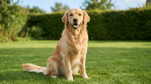 Golden retriever dog sitting on grass, a top dog breed for cat owners