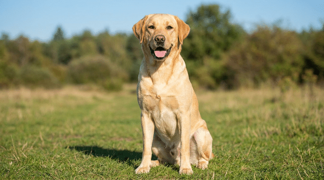 Yellow Labrador Retriever, a friendly dog breed that gets along with cats