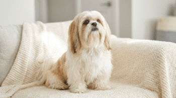Shih Tzu dog with long coat, a companion breed excellent with cats