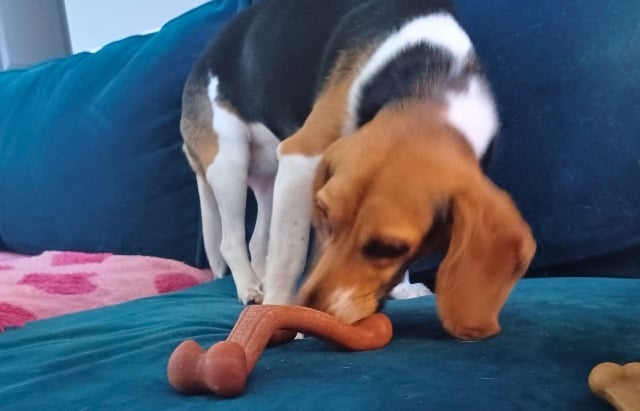 Nylabone Chew Toys with Real Meats collection — Original Bone, Wishbone, Femur, and Textured Ring in chicken, bacon, bison, and beef flavors