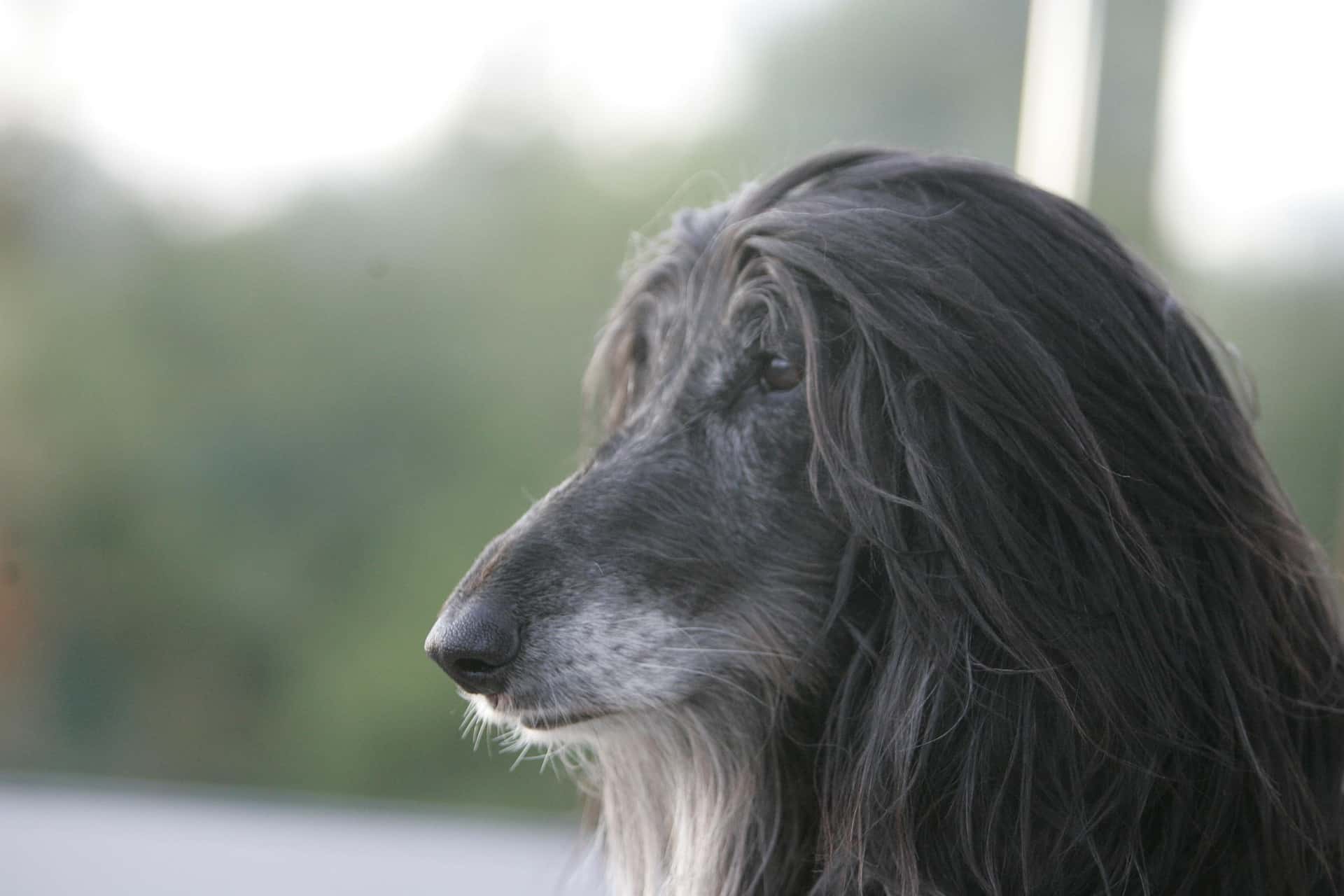 Afghan Hound looks elegantly contemplative, with a distant gaze and a naturally independent demeanor.
