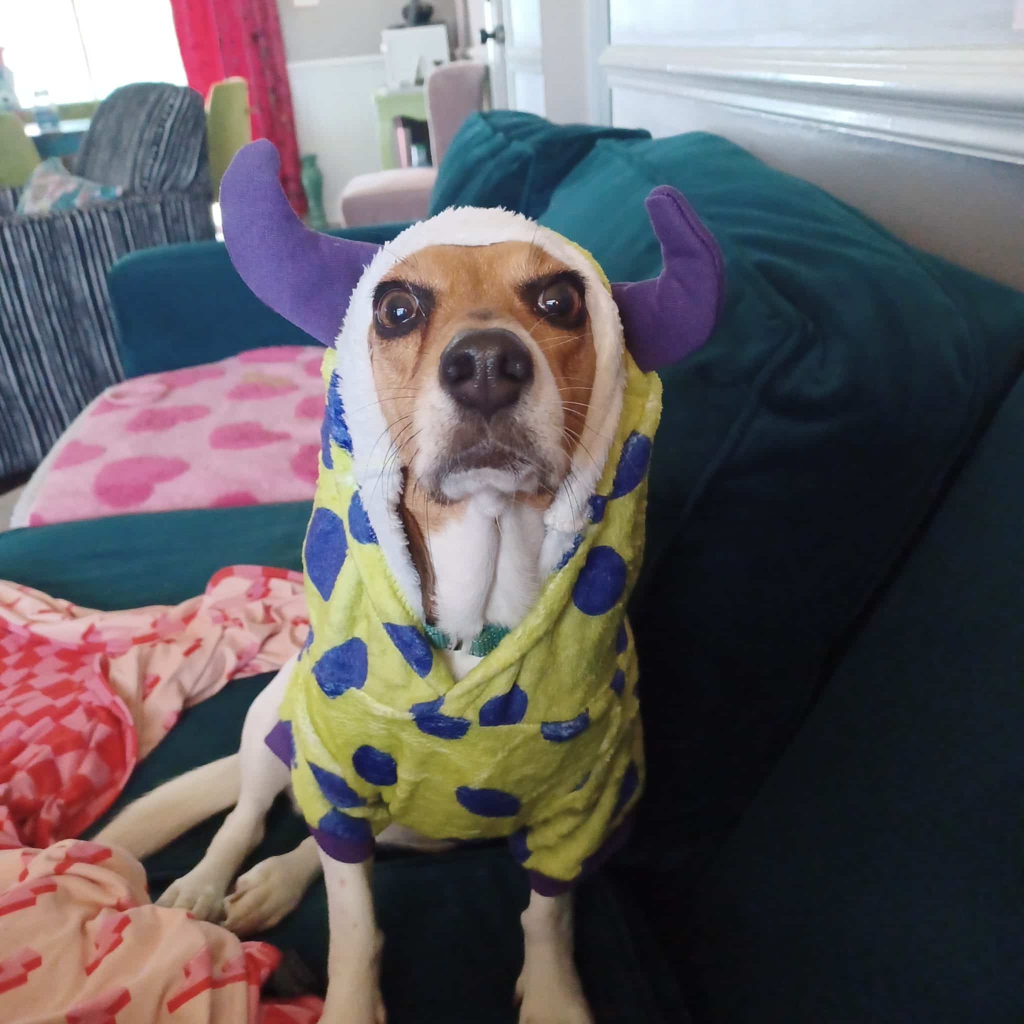 Foster Beagle Debbie wearing a polka-dot monster costume on the couch