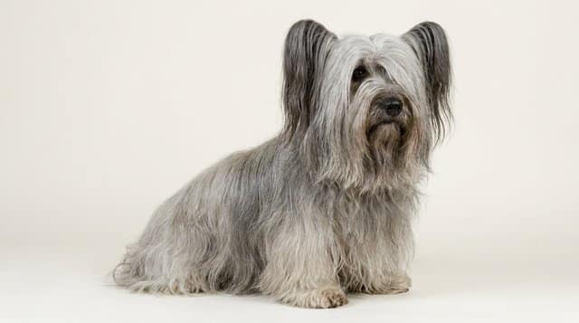 Skye Terrier with long flowing coat rare terrier breed