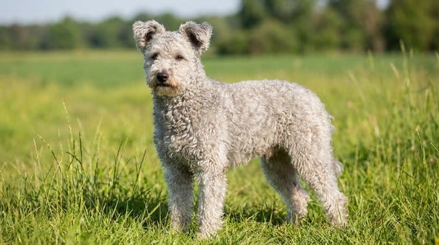 Pumi dog rare Hungarian breed with curly coat and fox-like face