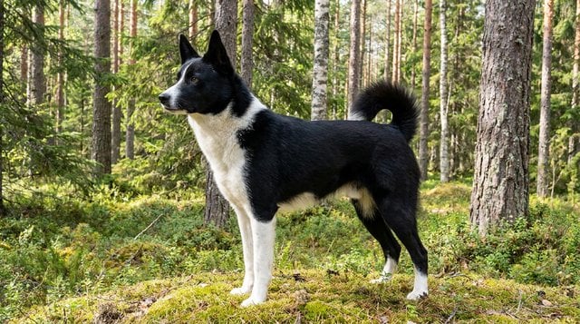 Karelian Bear Dog rare Finnish spitz breed in forest