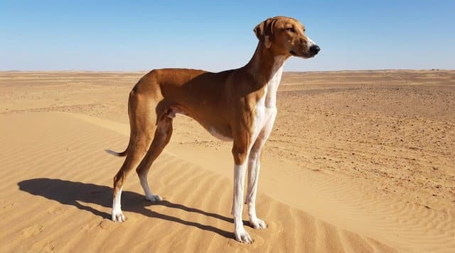 Azawakh sighthound rare African dog breed with elegant build