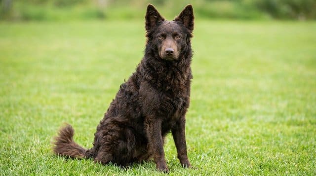 Mudi dog rare Hungarian herding breed sitting on grass