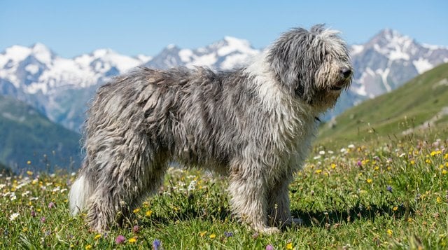 Bergamasco Sheepdog with distinctive matted coat on Alpine meadow