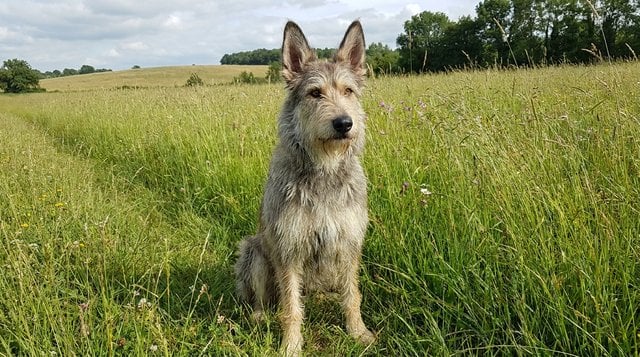 Berger Picard rare French sheepdog with shaggy coat