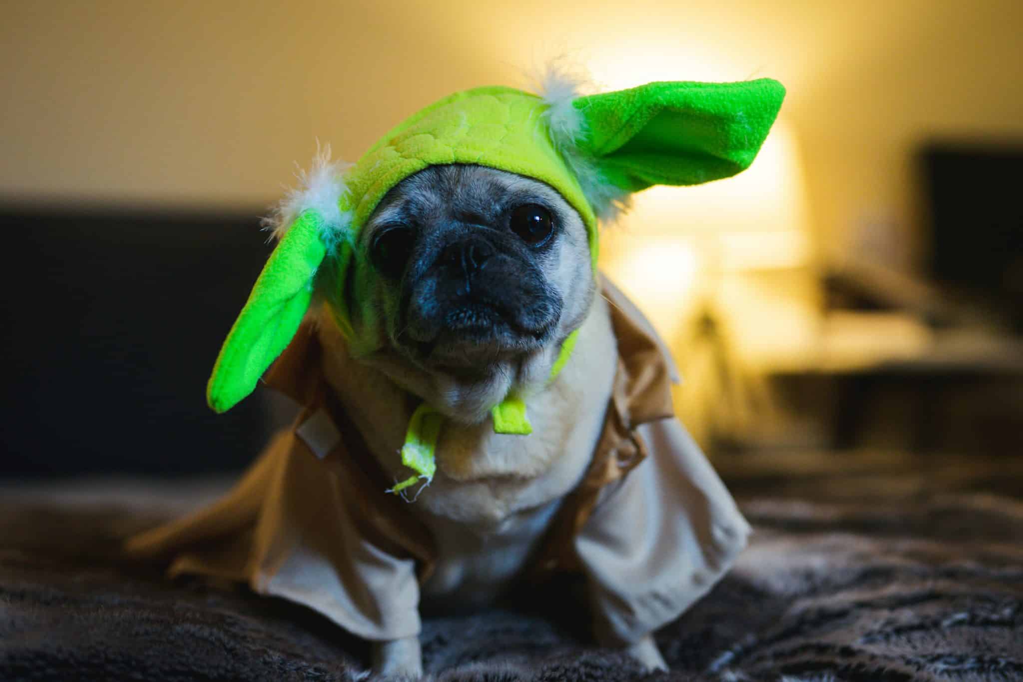 Dog reacting alertly to unexpected activity, capturing a dog's Halloween doorbell dilemma.