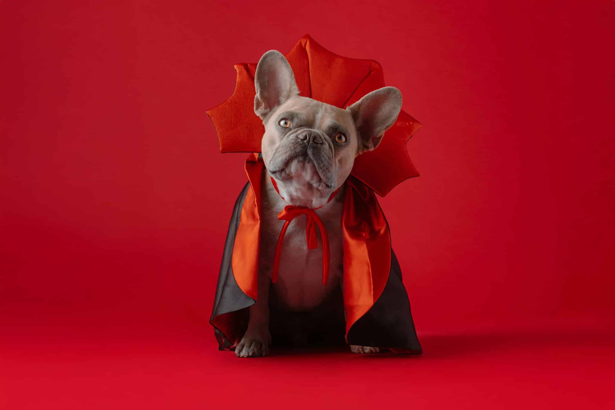 Dog wearing a comfortable costume, looking adorably uncertain about Halloween fashion.