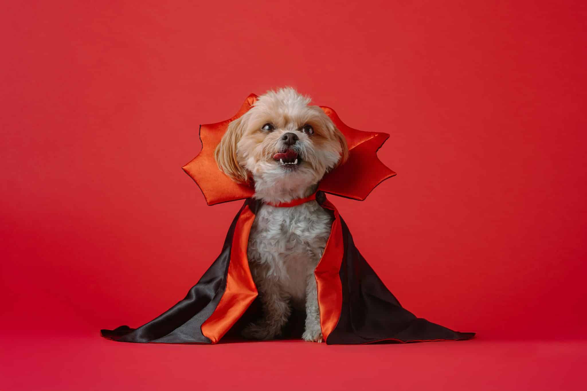 A dog wearing a comfortable Halloween costume