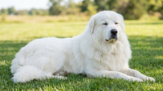Great Pyrenees dog resting on green grass, showing its thick white double coat and patient gentle giant nature