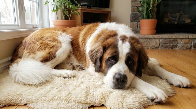 Saint Bernard dog lying on a soft rug showing its massive fluffy body and gentle-giant personality