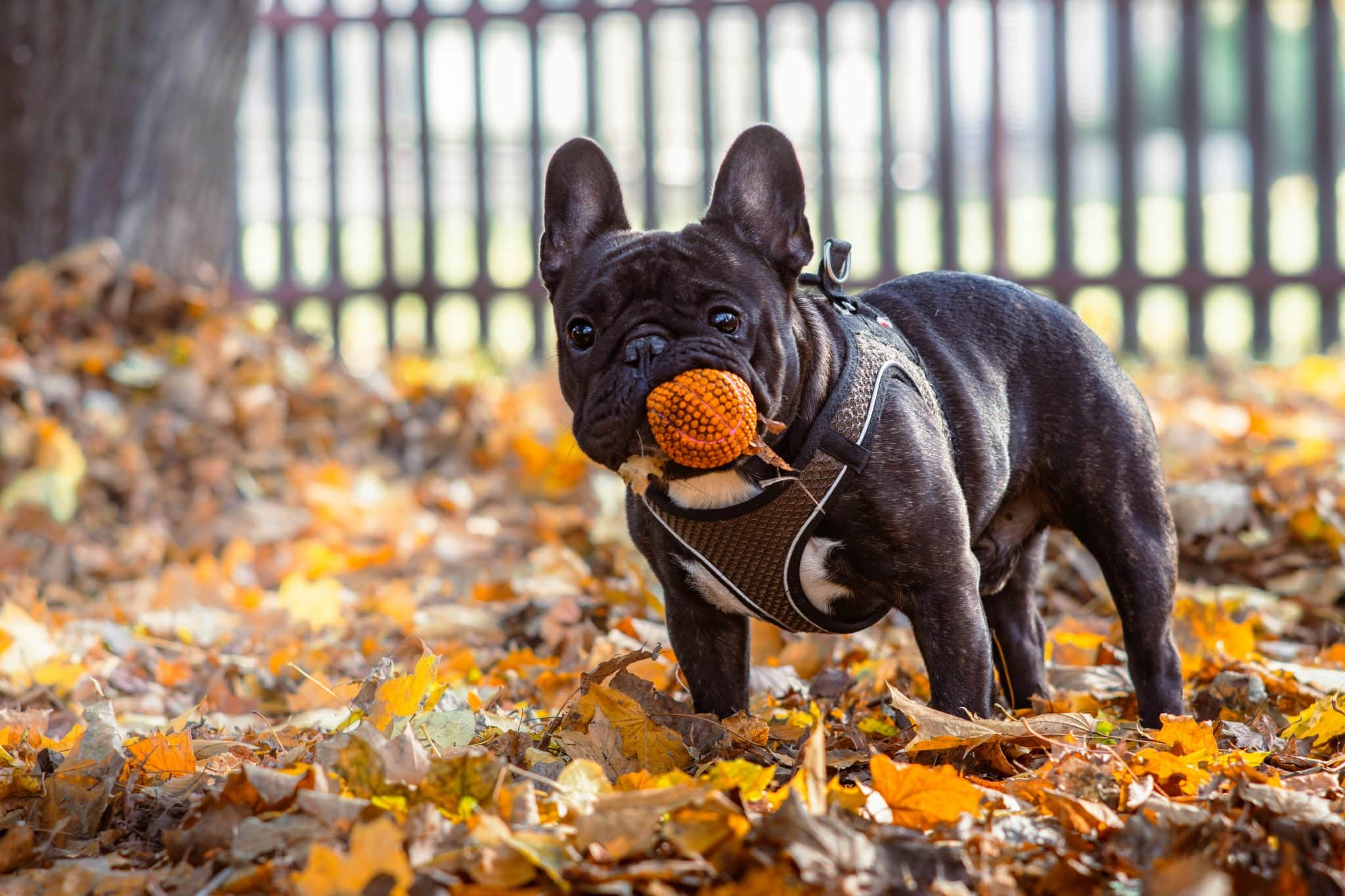 A joyful dog embracing the carefree excitement of an autumn adventure.