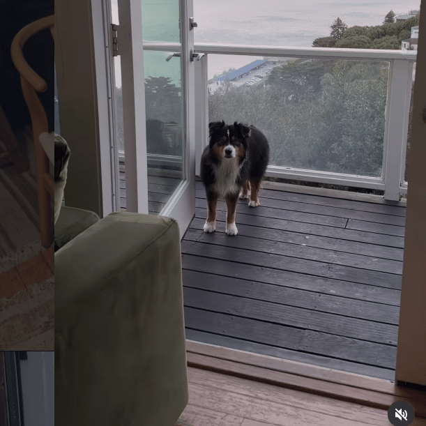 Murphy the Australian Shepherd