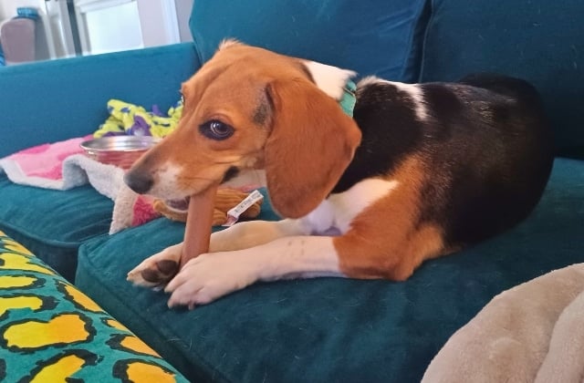 Small dog chewing a Nylabone Original Bone made with real chicken
