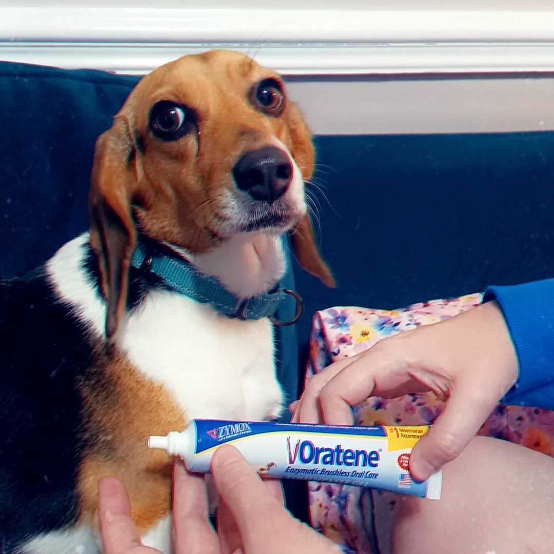 Vet tech holding Oratene brushless toothpaste gel beside a Beagle