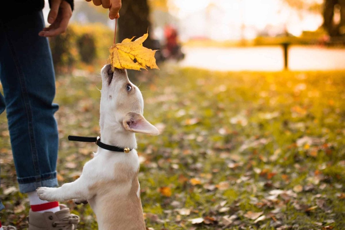 Attentive dog discovering fascinating seasonal scents with curiosity and focused autumn enthusiasm.