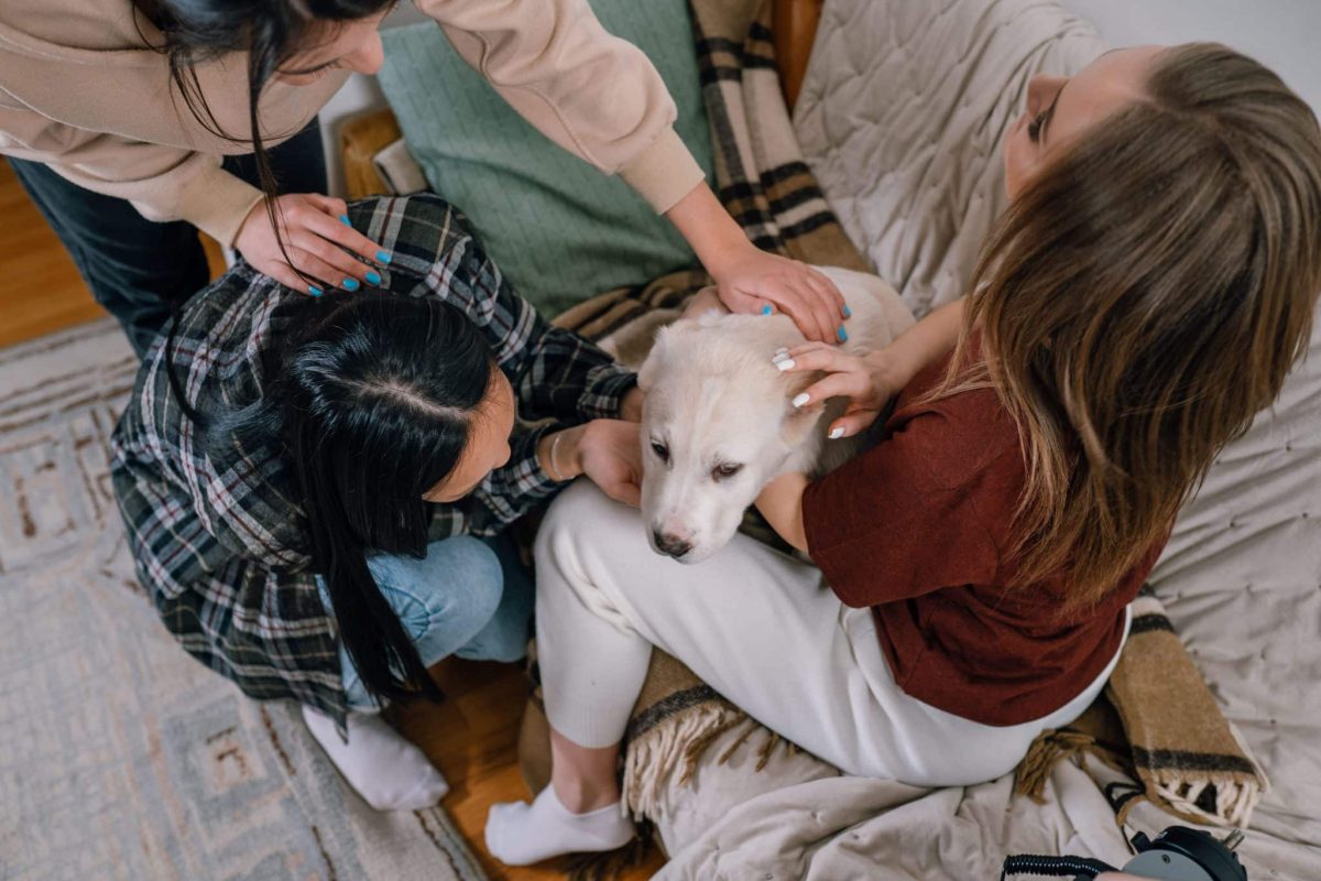 Dog expressing trust, companionship, affection, and a powerful bond with familiar humans.