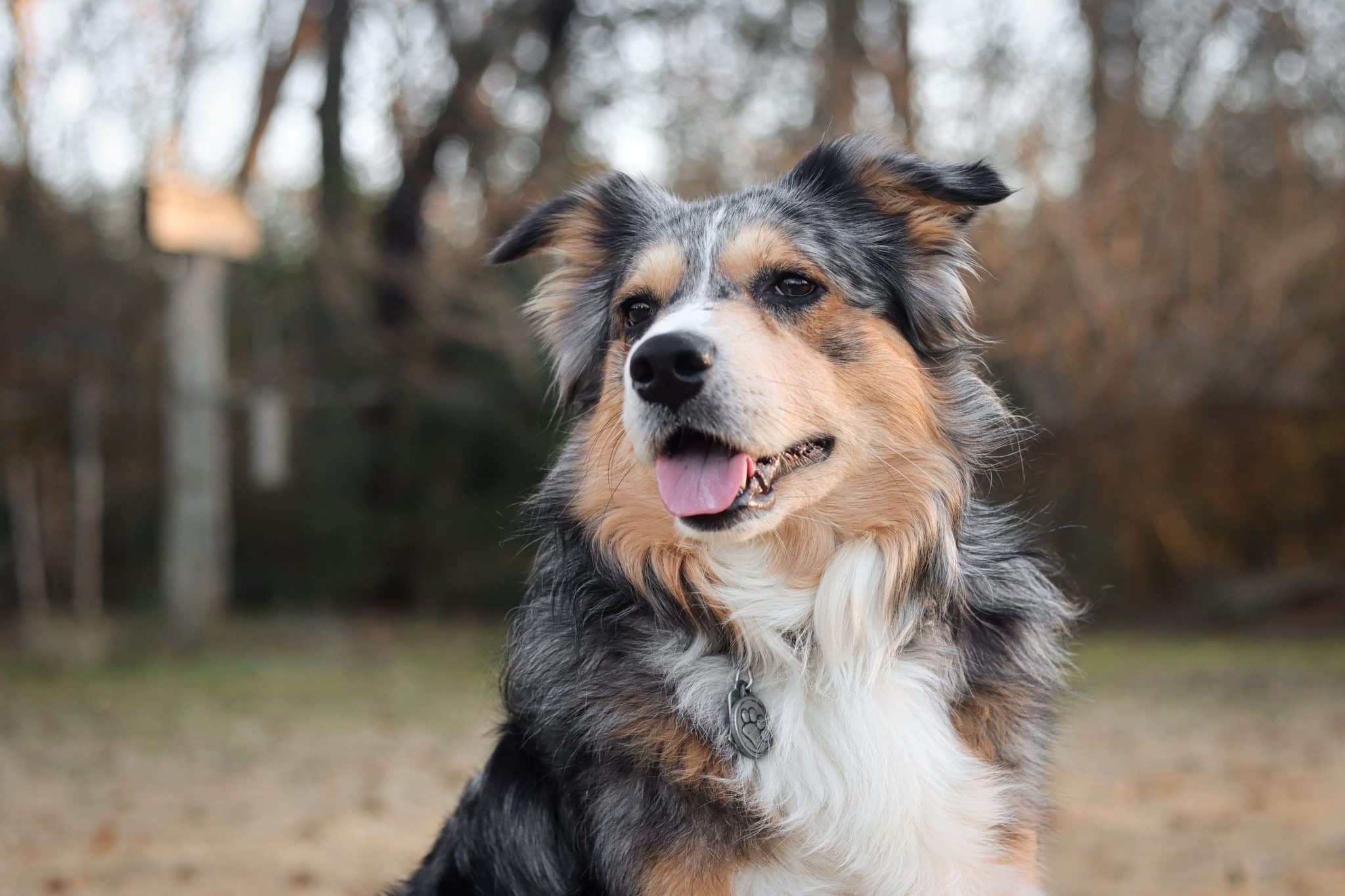 Australian Shepherd exploring the ground with lively curiosity and an energetic working-dog personality.