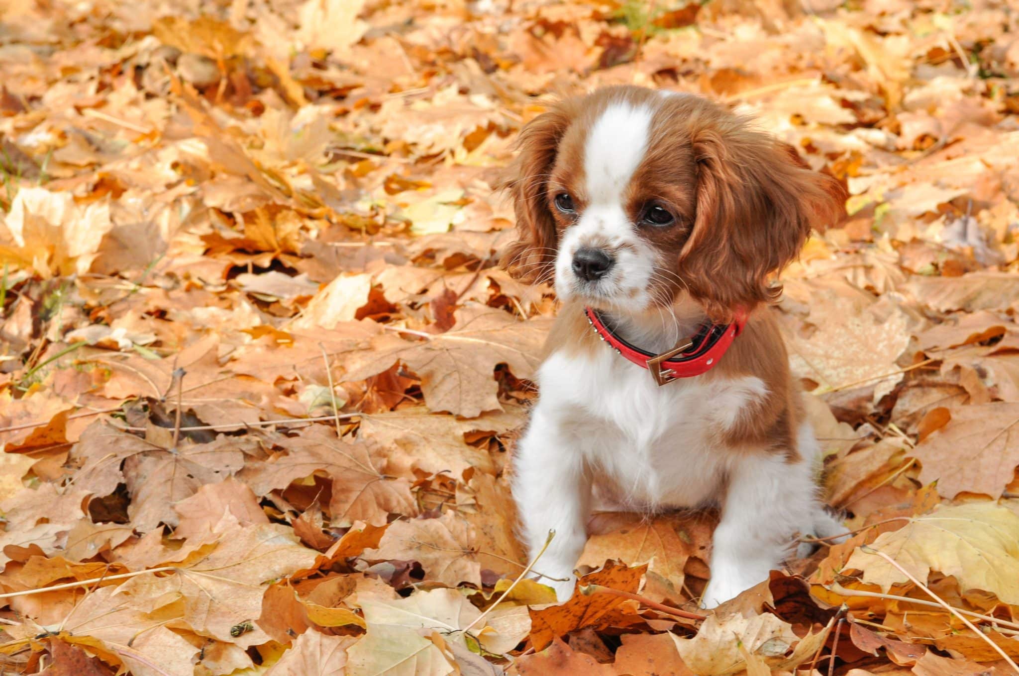 Cavalier King Charles Spaniel radiating affectionate charm and gentle curiosity during outdoor play.