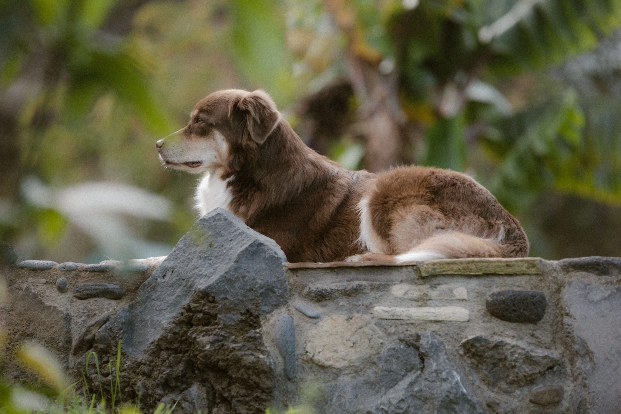 Australian Shepherd watches attentively with an intelligent gaze and a naturally analytical appearance.