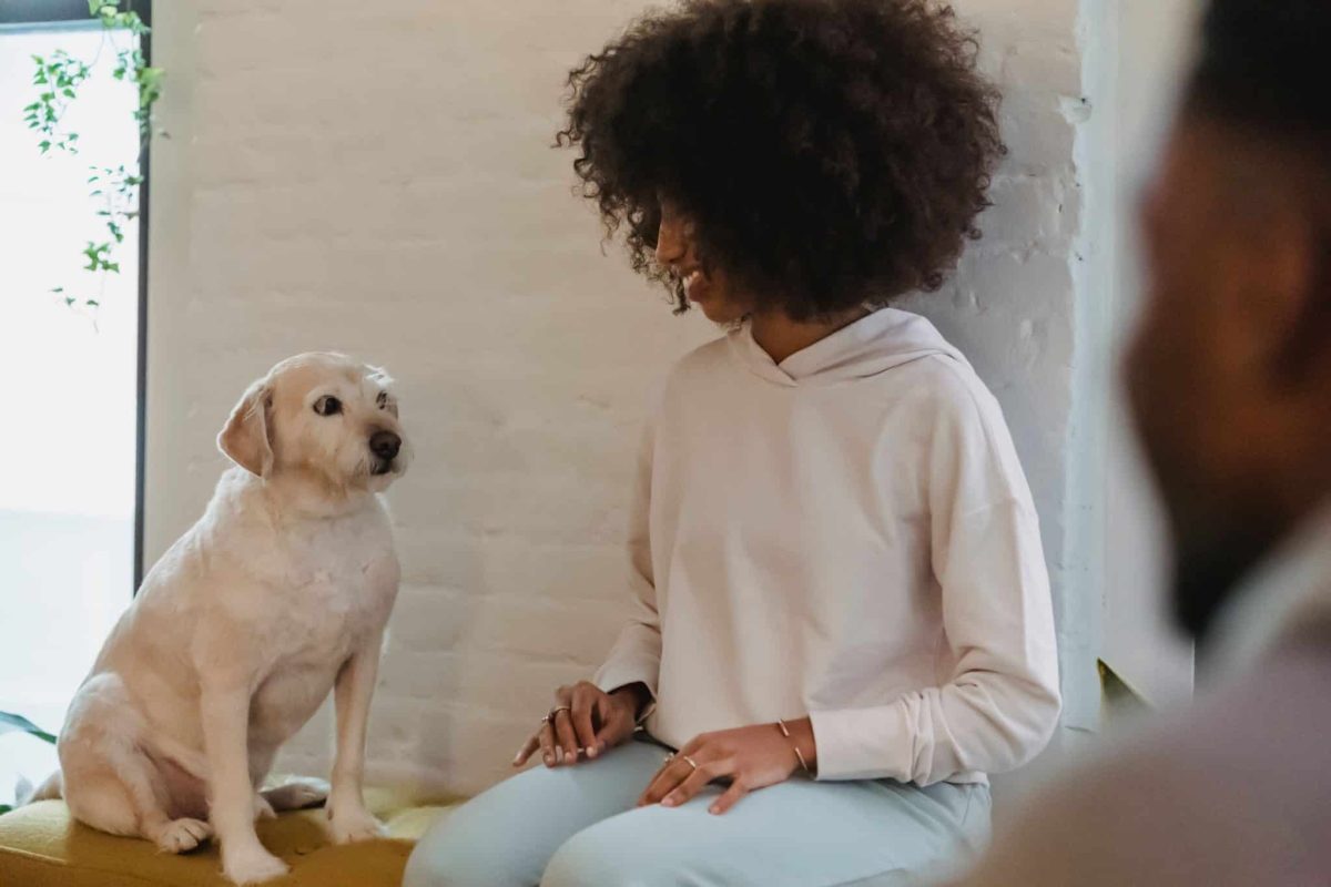 Dog displaying subtle body language that communicates attention, comfort, uncertainty, or excitement.