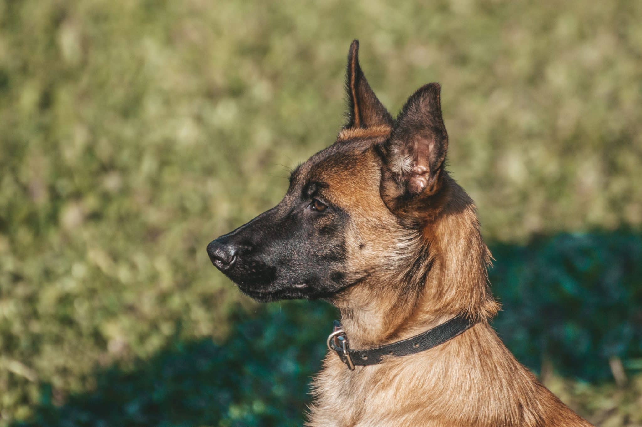 Belgian Malinois surveys its surroundings with focused attention and an investigative working-dog spirit.