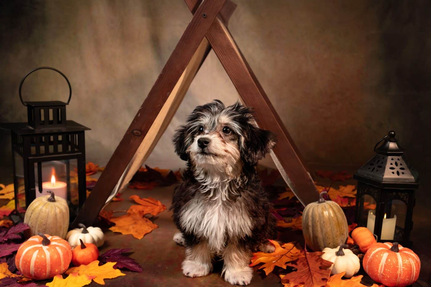 A happy dog with a relaxed expression, enjoying the excitement of Halloween in a safe and comfortable way.