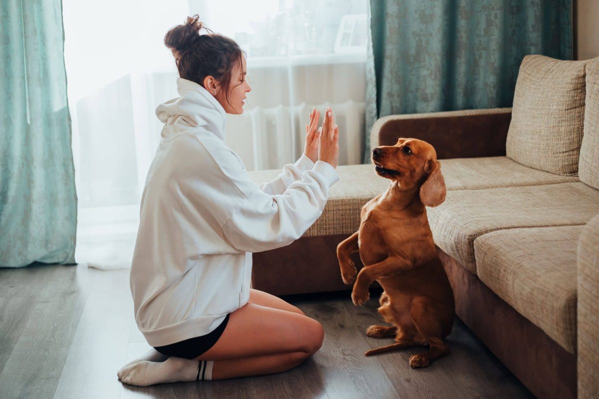 Dog recognizing familiar human signals through scent, sound, appearance, and everyday behavioral patterns.