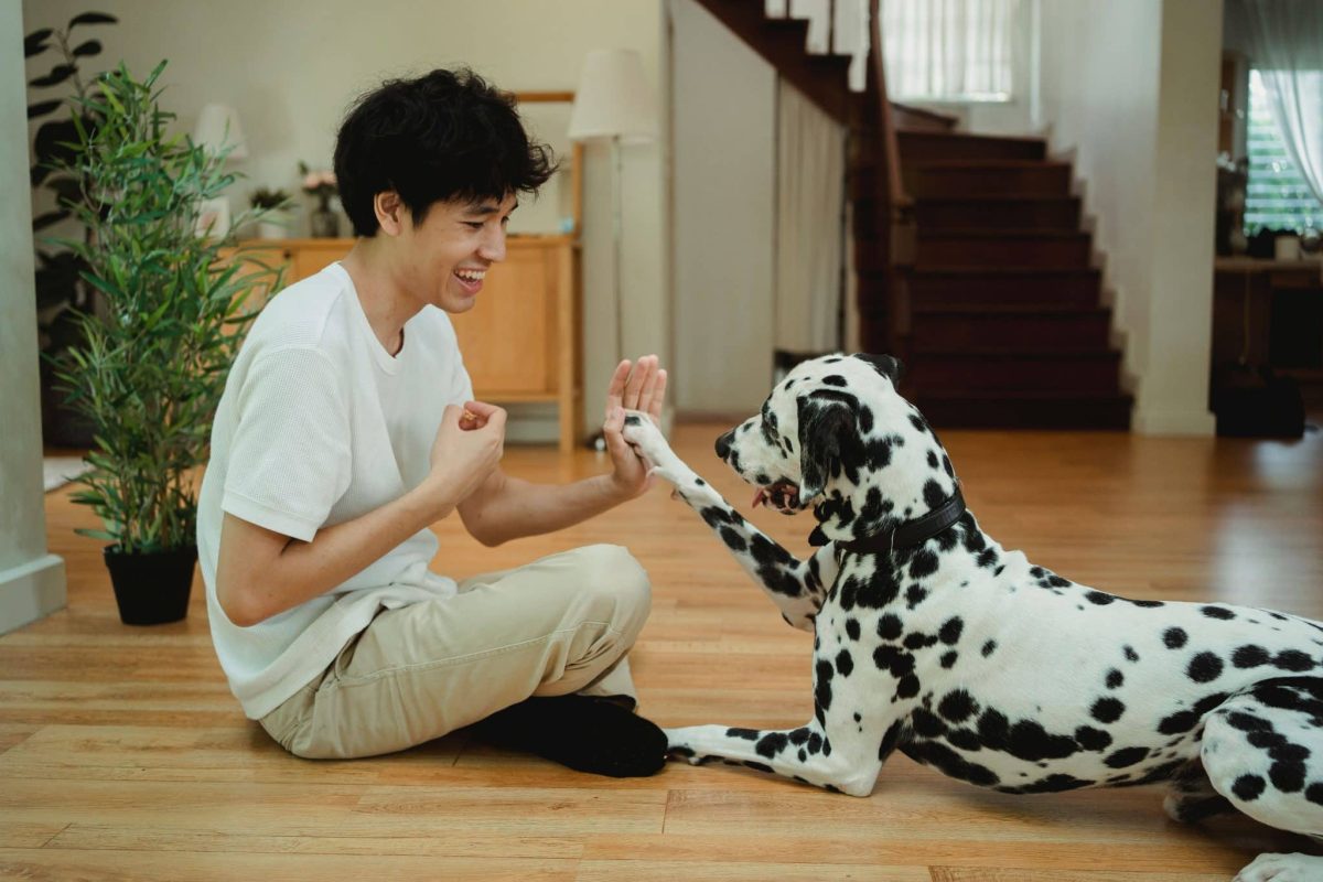 Dog attentively responding to familiar human words, gestures, expressions, and communication cues.