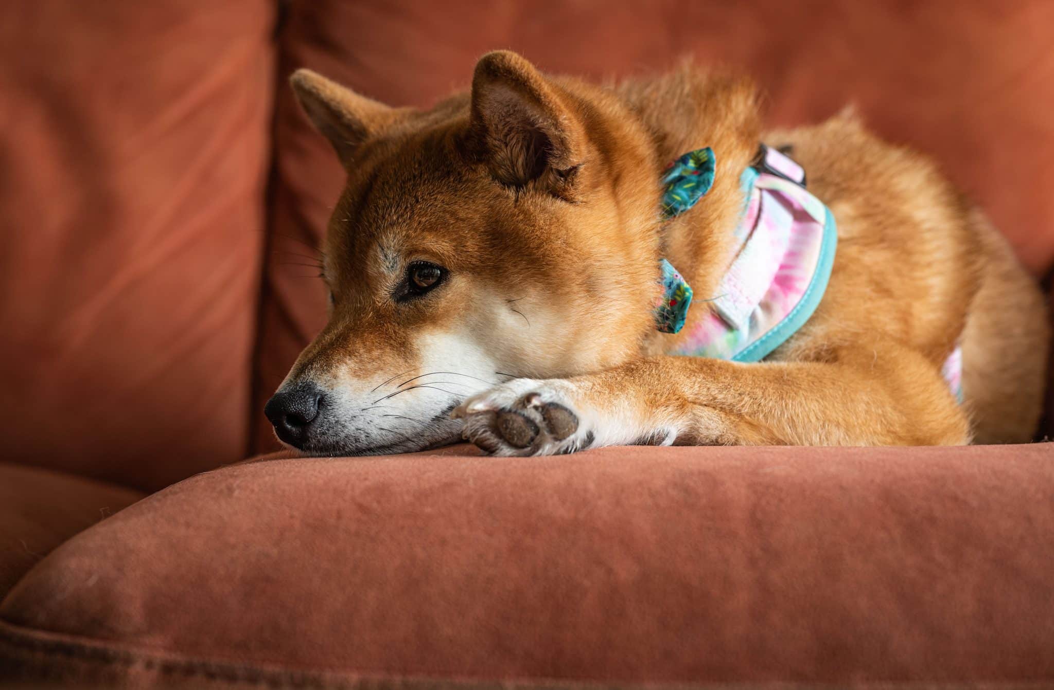 Shiba Inu studies its surroundings with a thoughtful expression and unmistakably independent character.