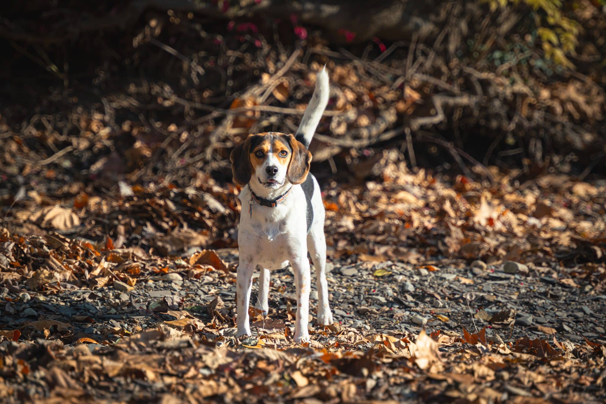 Beagle investigating its surroundings with lively curiosity and an enthusiastic, inquisitive spirit.
