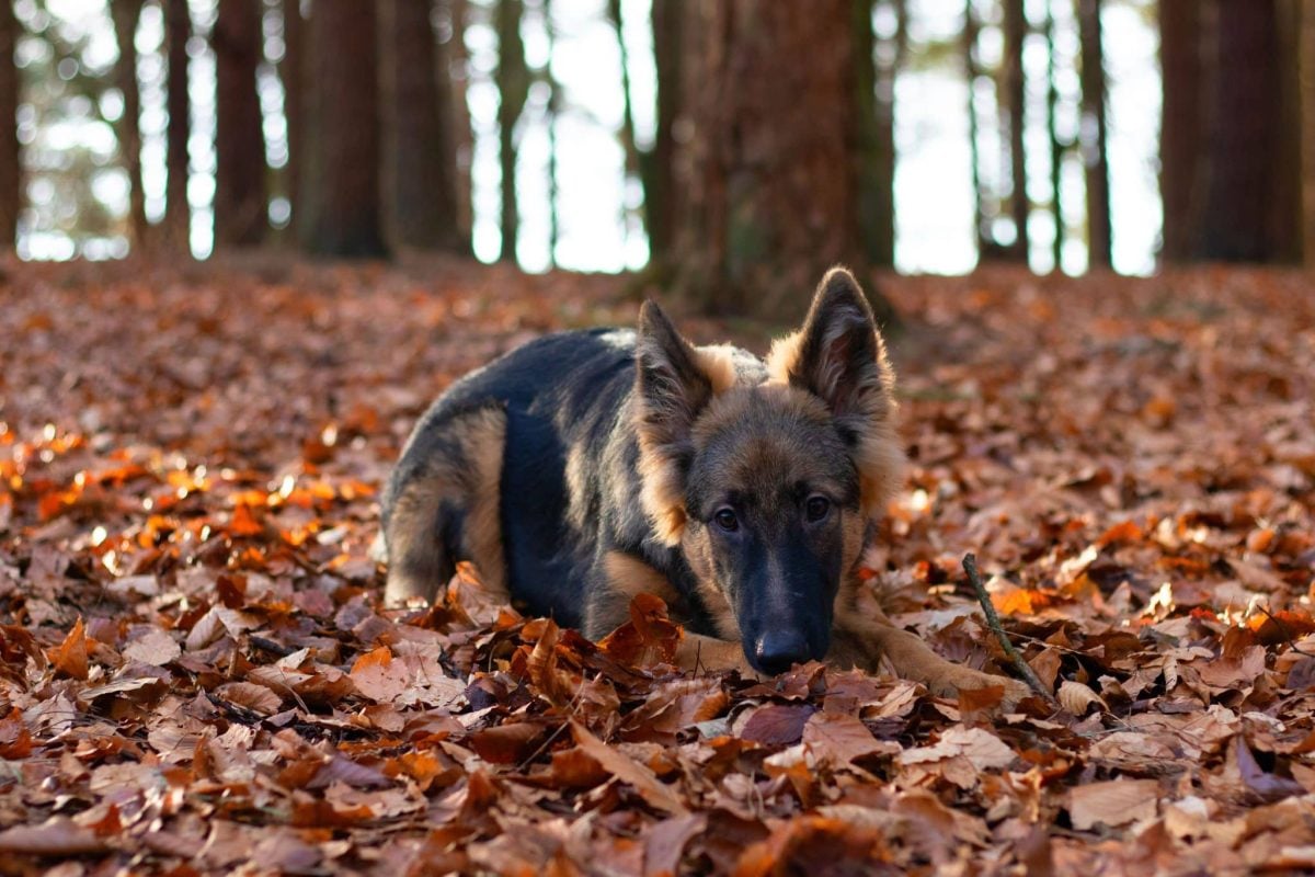 Focused dog exploring seasonal scents with calm curiosity and enthusiastic sensory engagement.