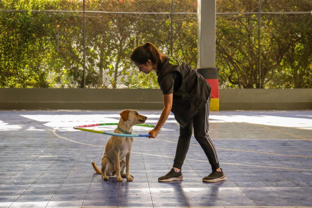 Dog learning meaningful connections between everyday sounds, routines, actions, and rewarding experiences.