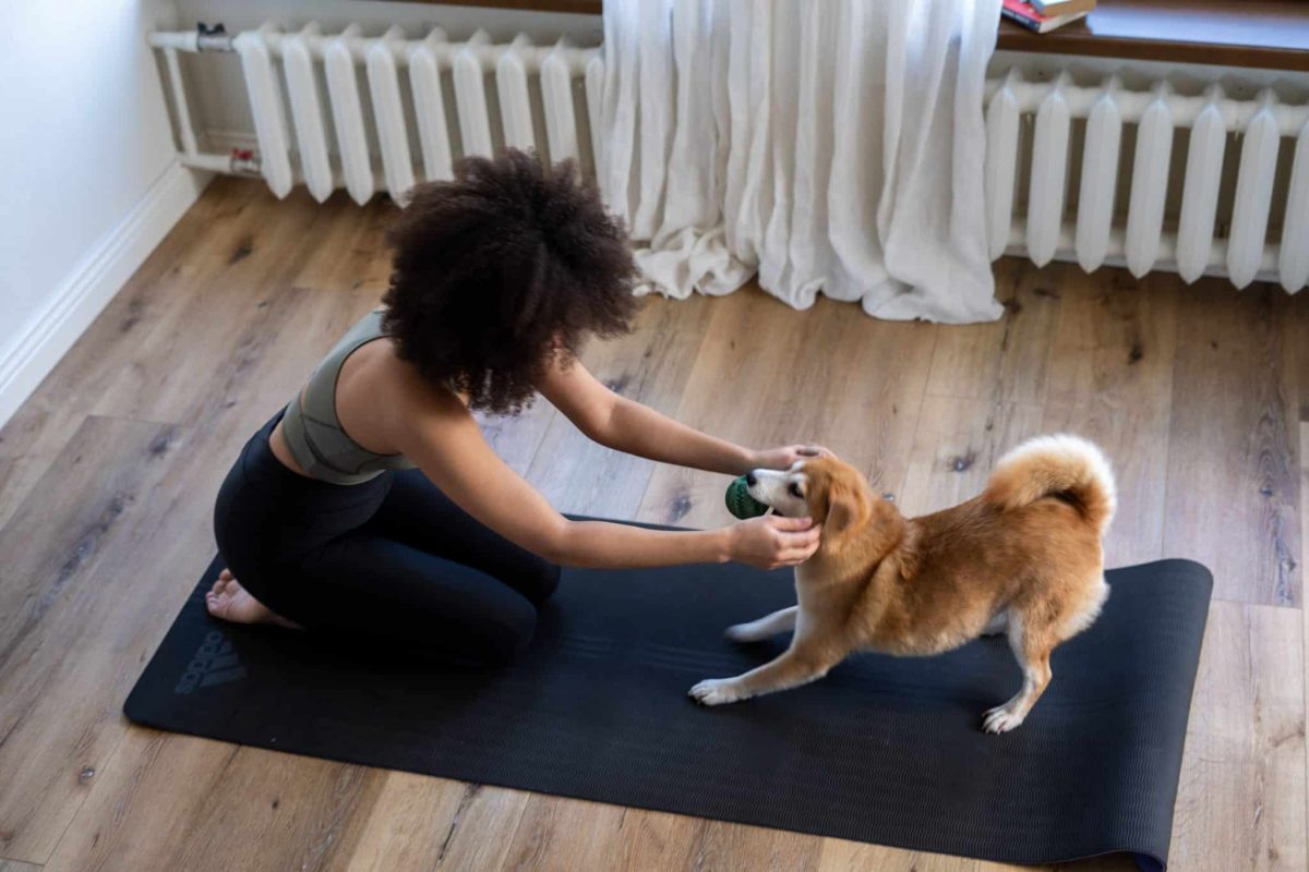 Young dog confidently experiencing new surroundings while developing social and environmental awareness.
