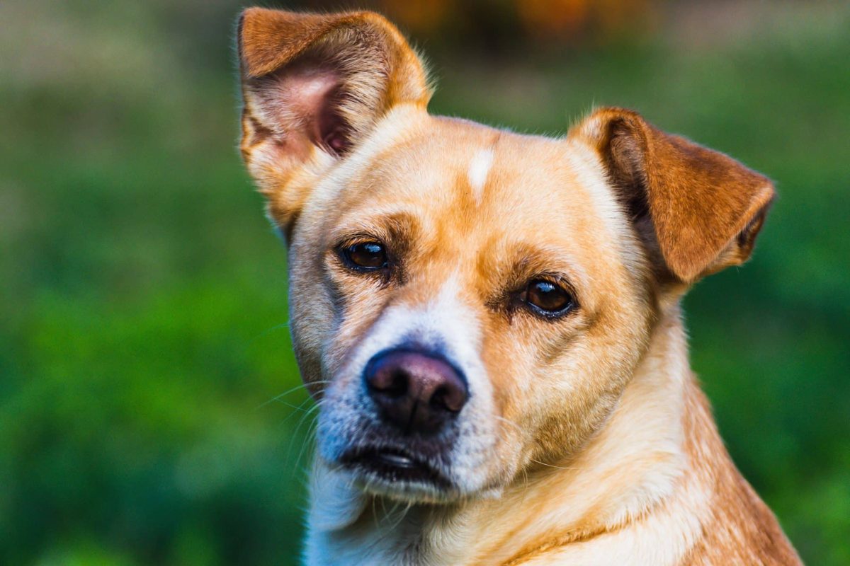 Dog displaying alert attention to sounds beyond the range of ordinary human hearing.