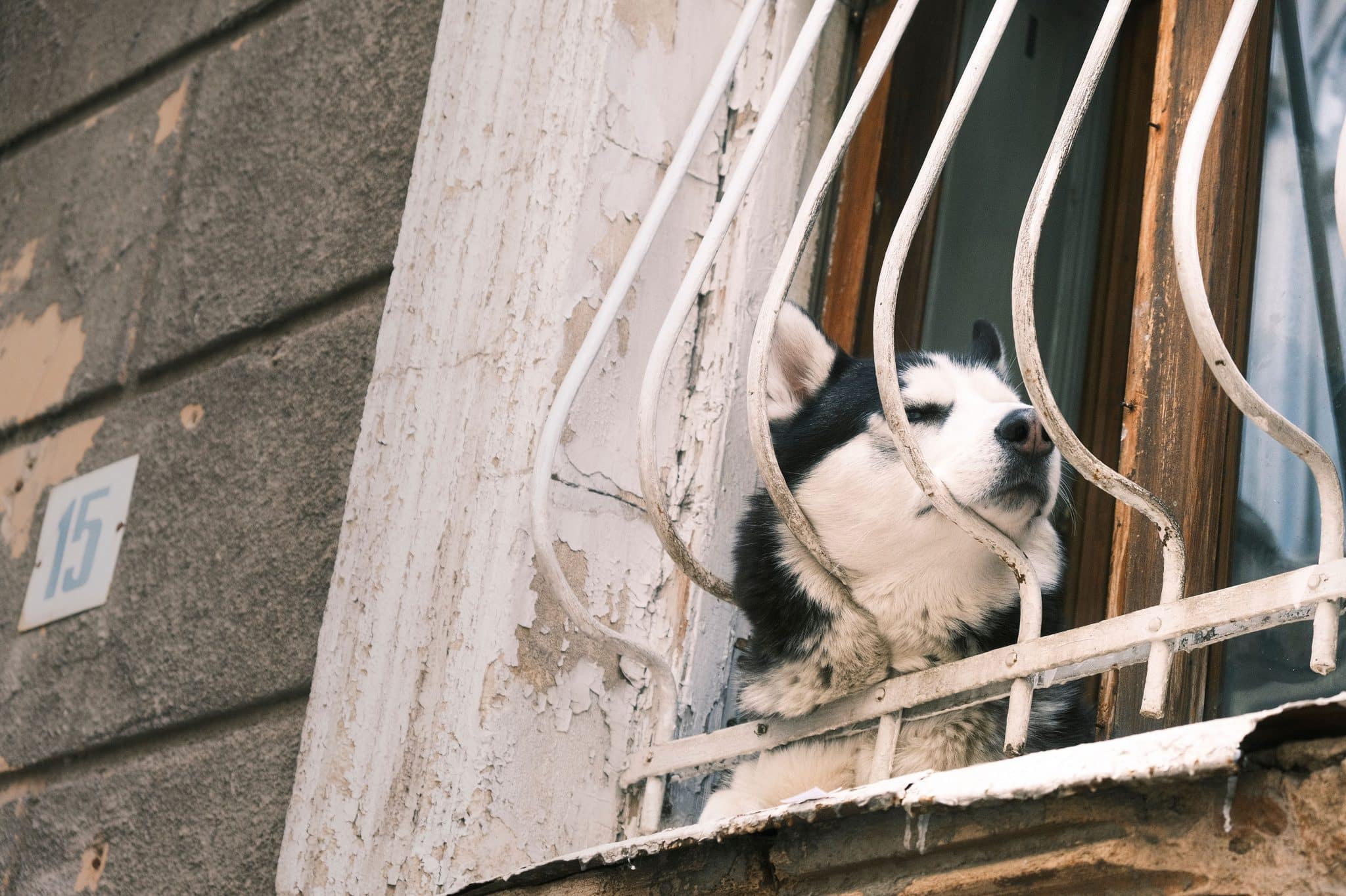Siberian Husky listens attentively, bringing adventurous curiosity and expressive charm to a mysterious situation.