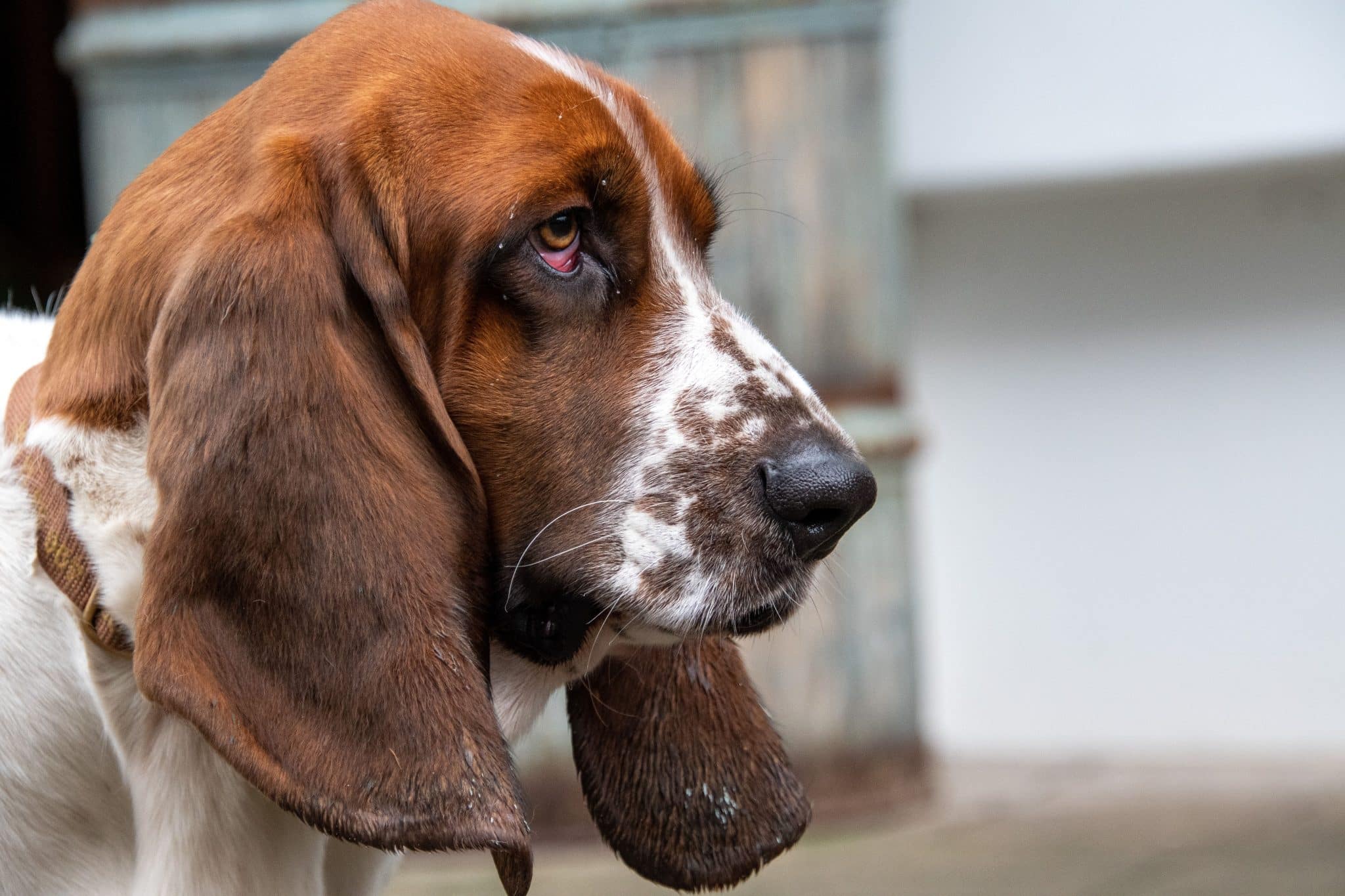 Bloodhound investigates an unfamiliar scent with remarkable focus and tracking instincts.