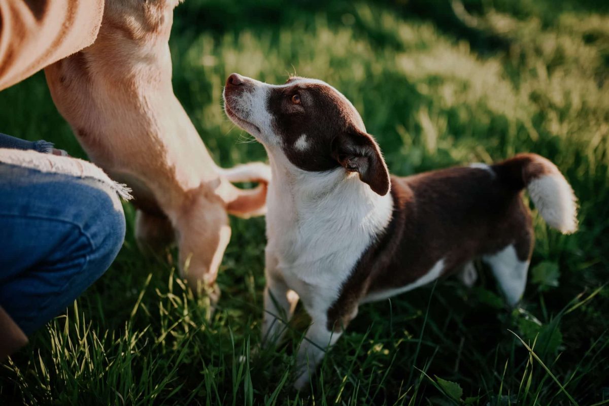 Dog observing subtle human behavior with remarkable attention and sensitivity to familiar patterns.