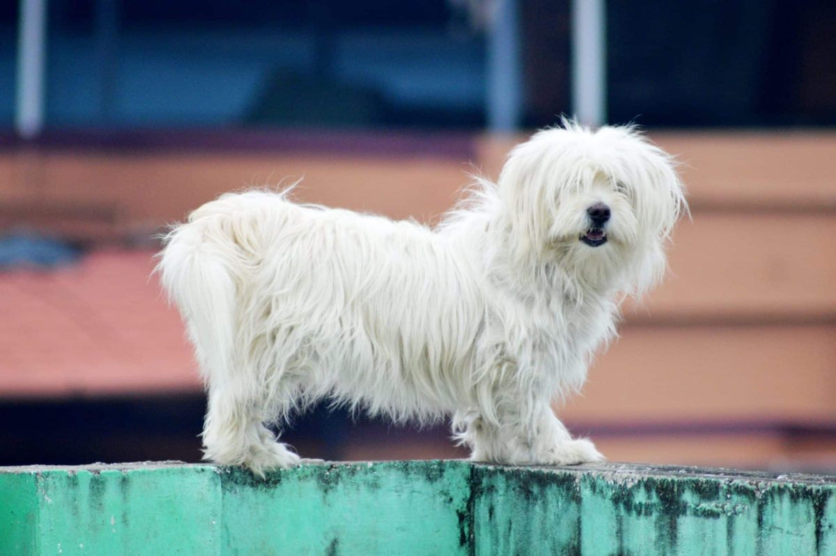 Dog expressing distinctive personality, preferences, individuality, and unique canine character.