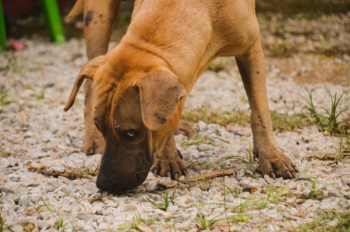 Dog demonstrating remarkable curiosity and extraordinary scenting abilities that shape its world.
