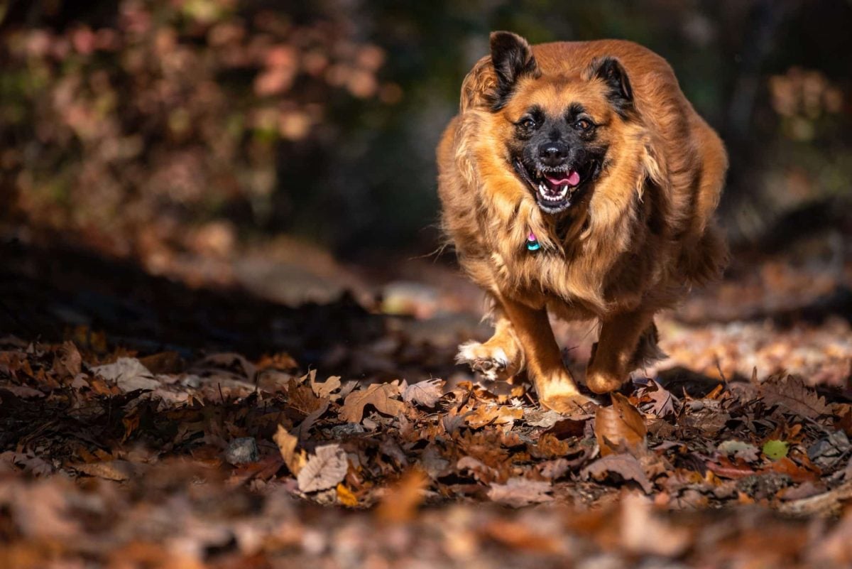 Joyful dog embracing autumn with playful energy, curiosity, and unmistakable seasonal happiness.