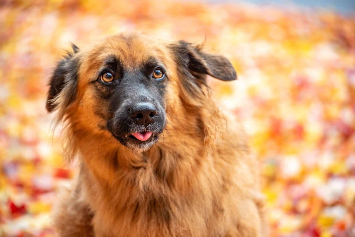 Cheerful dog displaying eager anticipation and excitement for comfortable autumn outdoor time.