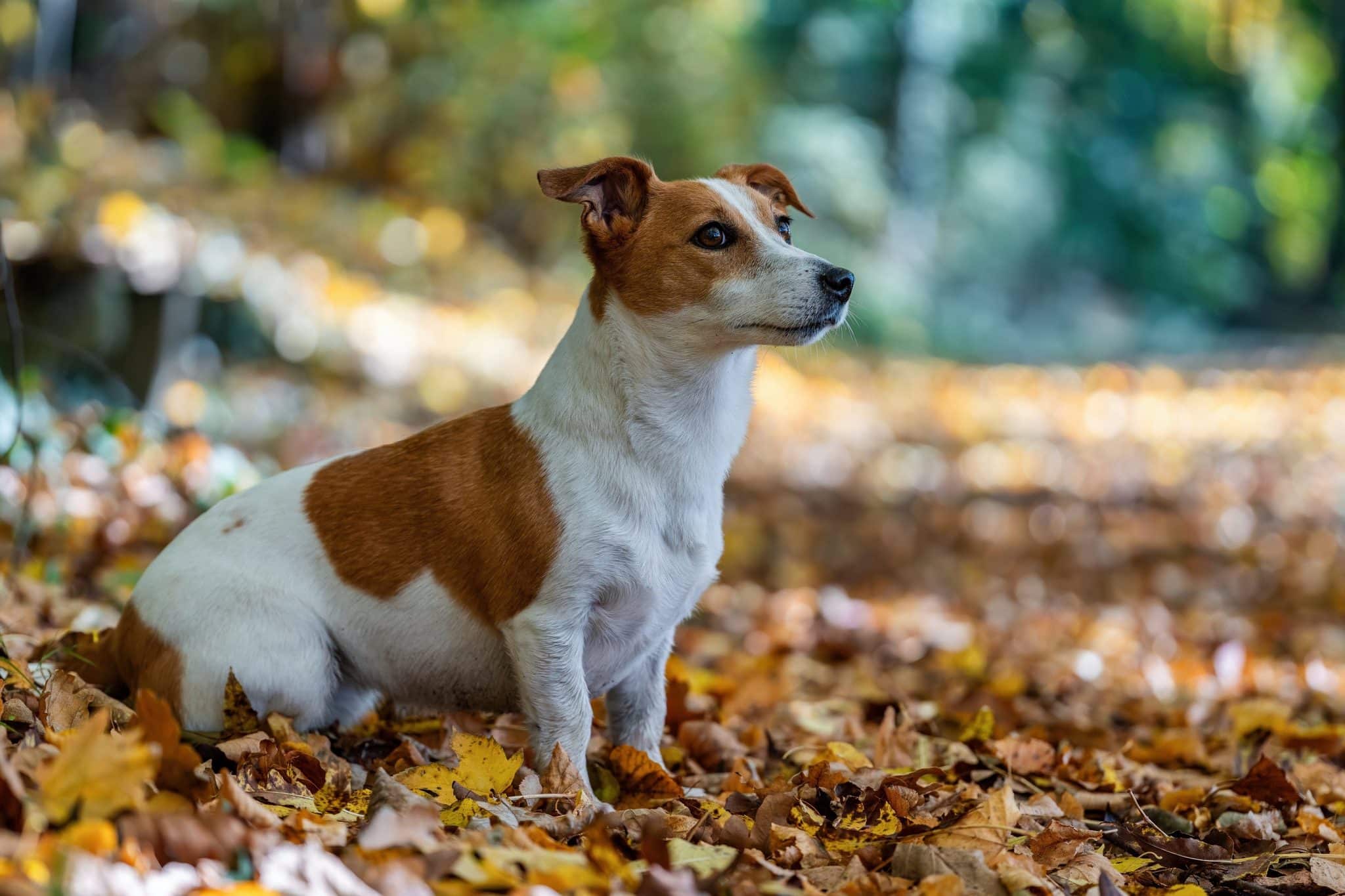 Jack Russell Terrier radiating fearless curiosity and energetic mischief during a playful outing.