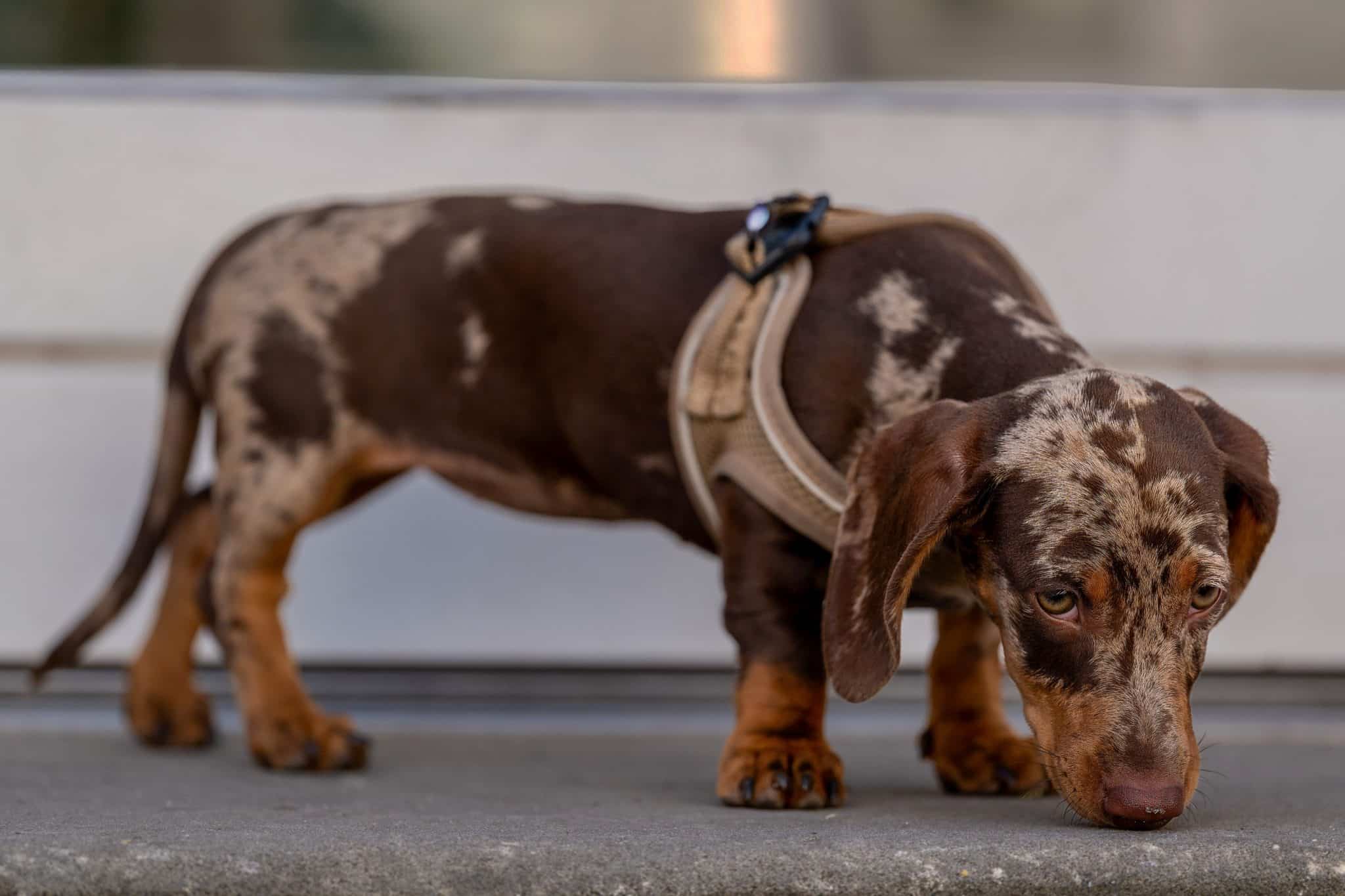 Dachshund peers around curiously, bringing bold determination to every mysterious discovery.